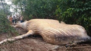 Ein toter Buckelwal liegt auf dem Rücken im Wald