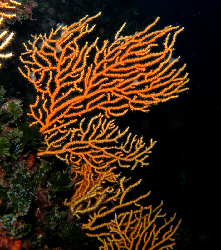 Orangefarbene Korallen in einem Tiefwasserriff im Mittelmeer