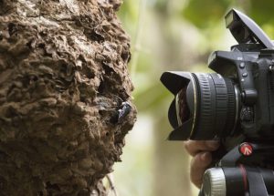 Fotograf Clay Bolt fotografiert die größte Biene der Welt
