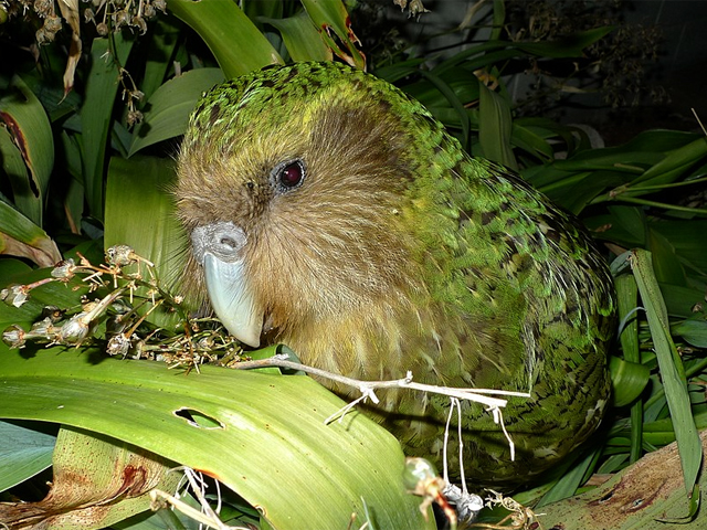 Portait eines Kakapos