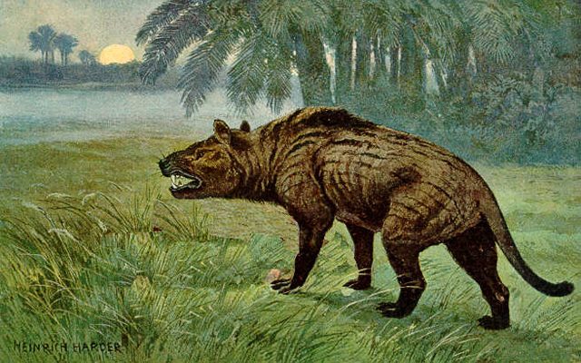 Ein Hyaenodon steht auf einer Wiese vor Palmen und fletscht die Zähne vom Betrachter abgewandt