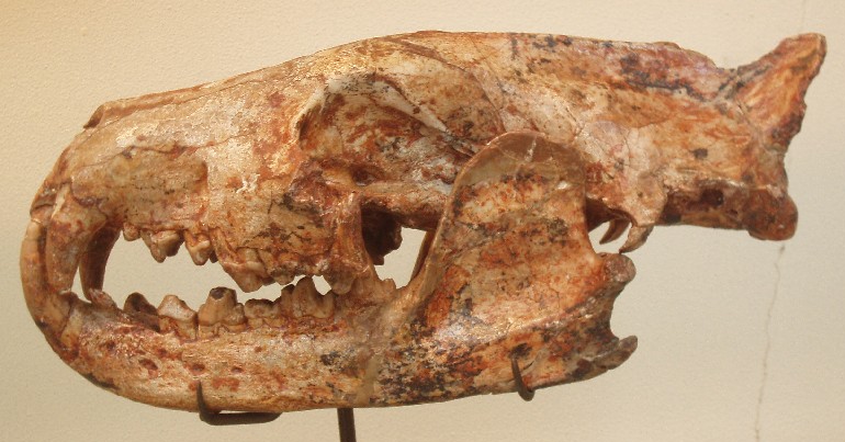 Hyaenodon cayluxi