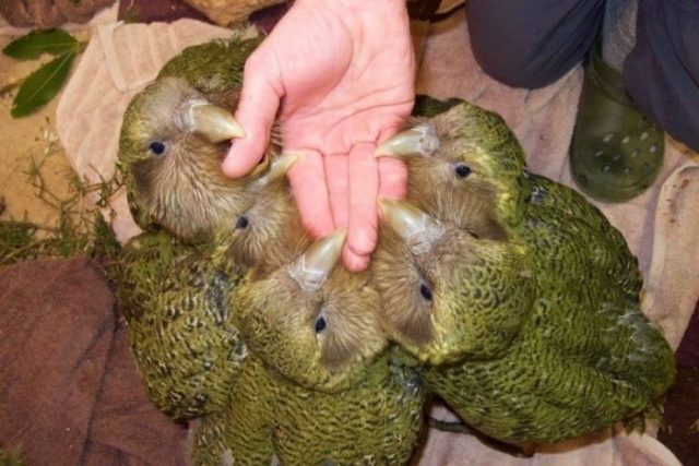 Fünf Kakapo-Küken verbeißen sich mit ihren Schnäbeln an einer offen gehaltenen Hand.