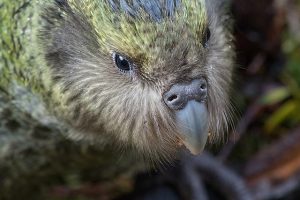 Kakapo-Portrait von Kimberley Collins