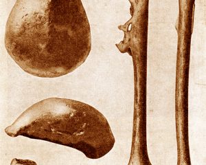 erste Funde von Homo erectus
