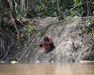 Orang-Utan sitzt auf einer steilen Flußböschung auf Borneo