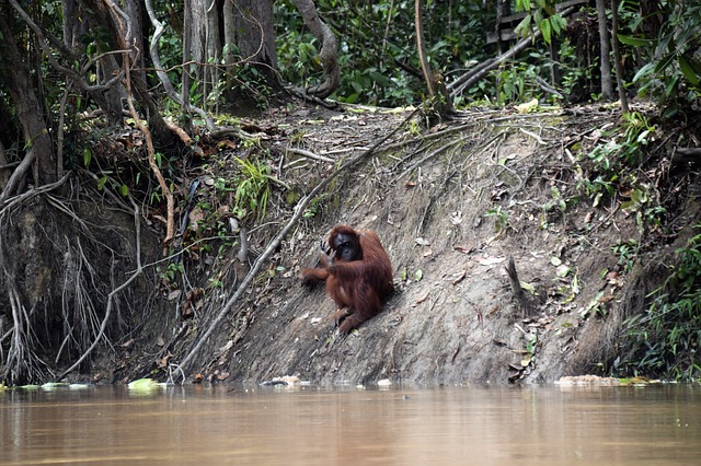 Orang-Utan sitzt auf einer steilen Flußböschung auf Borneo