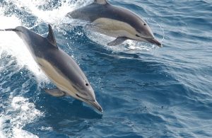 Gemeine Delfine beim Wellenreiten