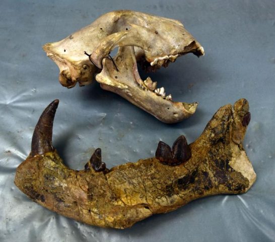 Schädel eines rezenten Löwen und der Unterkiefer von Simbakubwa. Der Unterkiefer ist länger als der ganze Schädel