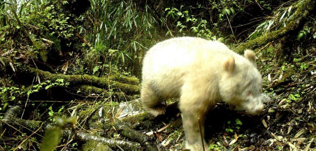 Weißer Bär im gemäßigten Urwald
