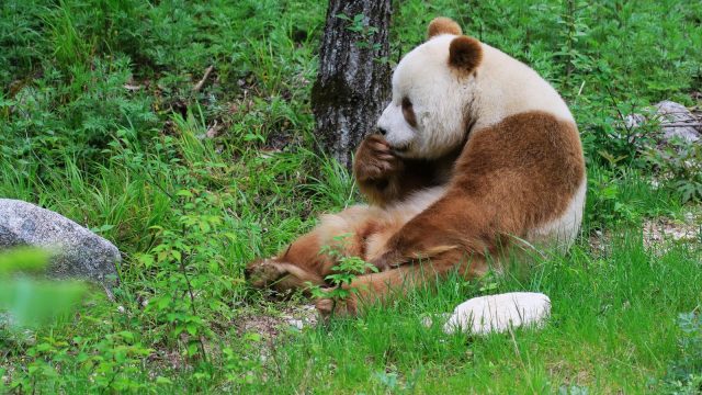 herumsitzender braun-weißer Panda