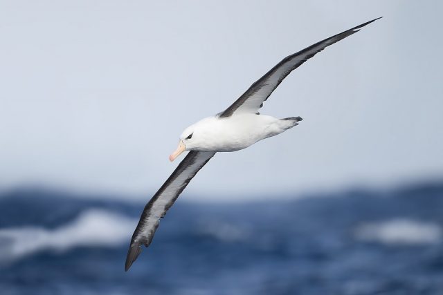 Ein Schwarzbrauen-Albatros im Flug
