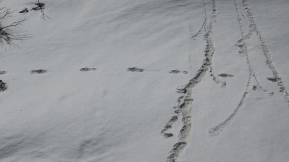 Mutmaßliche Yeti-Spuren kreuzen die Spuren indischer Pioniere in einem Schneefeld der Makalu-Region. Foto: Indische Armee
