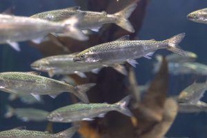 Kleine, silberne Lachse mit schwarzen Punkten im Aquarium