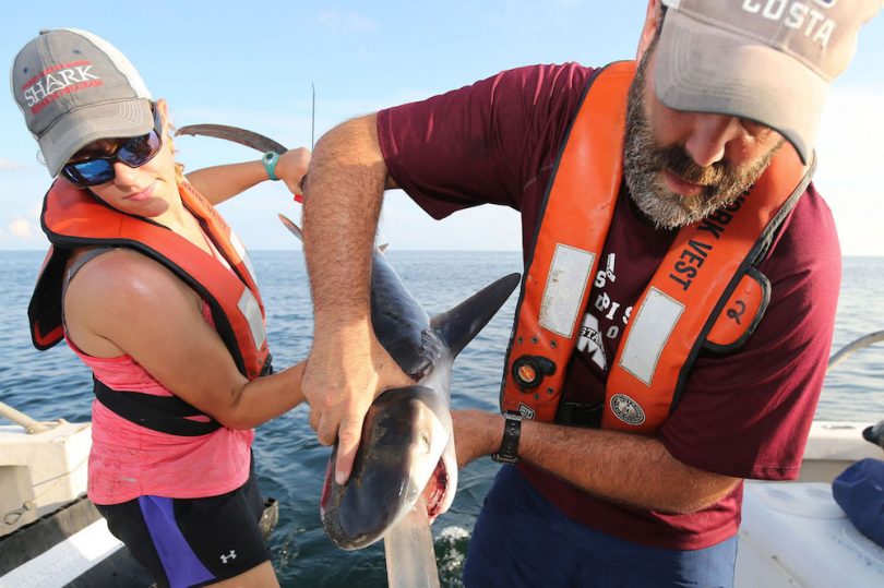 Wissenschaftler spülen den Magen eines jungen Tigerhais