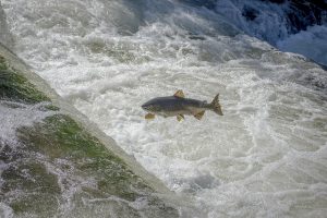 Ein großer Fisch springt über ein Wehr mit schäumendem Wasser