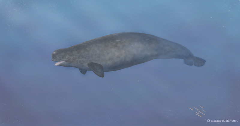 Grauer Zahnwal mit kräftigem Körperbau, großen Flippern und Narwalfluke schwimmt durchs Wasser
