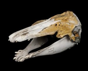 Der Schädel des Narlugas, mit hellen und bräunlichen Knochen und einigen seltsam geformten Zähnen