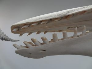 Spitze eines Beluga-Schädels