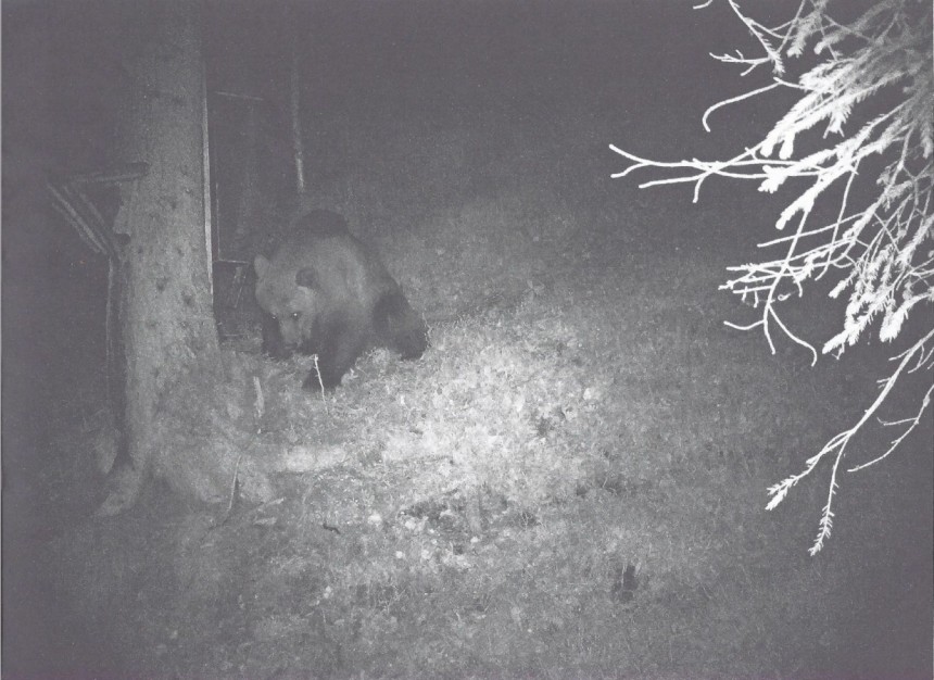 SW-Bild einer Wildkamera zeigt einen Bären, der am Fu0e eines Baumes etwas zu fressen scheint
