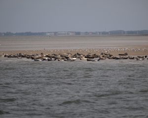 Zahlreiche Seehunde auf einer Sandbank