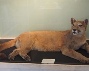 1980 eingefangener Puma Felicity im Museum Inverness