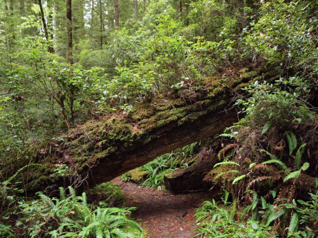 der mächtige Stamm eines Redwoods liegt über einem Weg