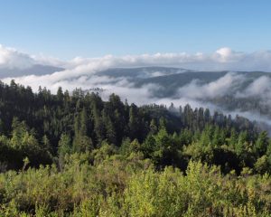Blick über Redwood-Wälder mit tiefhängenden Wolken