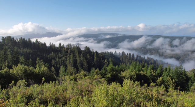 Blick über Redwood-Wälder mit tiefhängenden Wolken
