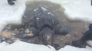 Eine Schildkröte liegt in einem Loch im Eis