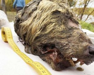 Der kaum erkennbare Kopf eines Wolfes aus dem Permafrost