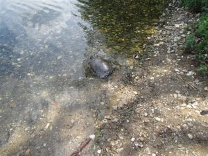 Eine Schildkröte auf dem Weg in einen See
