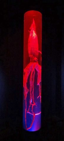 rot beleuchteter Riesenkalmar in einem Glaszylinder