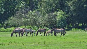 Eine Gruppe fahler Pferde auf einer Weide vor Bruchvegetation