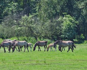 Eine Gruppe fahler Pferde auf einer Weide vor Bruchvegetation