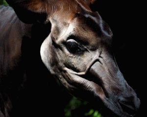 Okapi.Kopf im Streiflicht