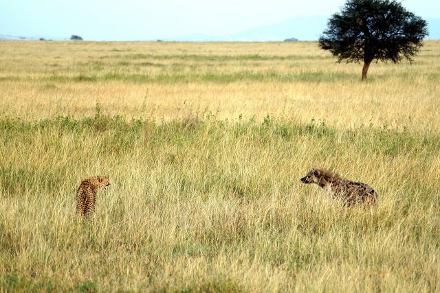 Ein Gepard faucht eine Hyäne an, Szene im hohen Gras