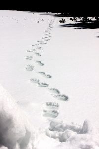 Spuren eines Bären im Schnee, die vom Beobachter wegführen