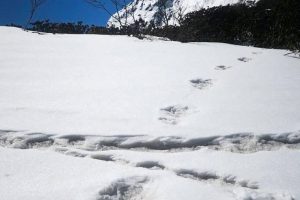 Schneefeld mit kreuzenden Fußspuren: kleine, eng zusammenhängende von rechts und große, weit auseinander stehende von hinten
