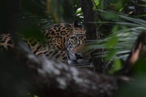 Jaguar liegt im Schatten des Regenwaldes