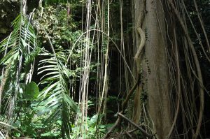 Dschungelszene mit Baumstamm, Lianen und Palmfarn