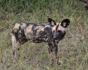 Afrikanischer Wildhund steht in hohem Gras