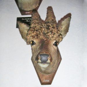 Perückenbock-Kopfpräparat