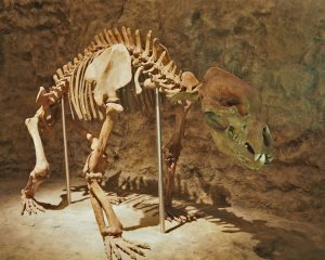 Montiertes Skelett eines Höhlenbären
