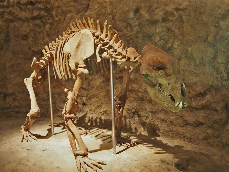 Montiertes Skelett eines Höhlenbären