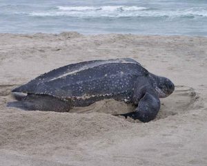Eine Lederschildkröte am Strand auf dem weg ins Wasser