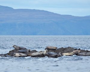Mehrere Seehunde ruhen auf einem kleinen Felsen
