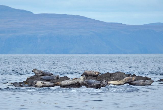 Mehrere Seehunde ruhen auf einem kleinen Felsen