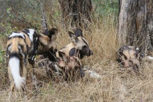 Gruppe von afrikanischen Wildhunden im trockenen Gras