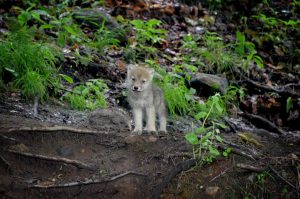 Graues Wolfsbaby im Gras